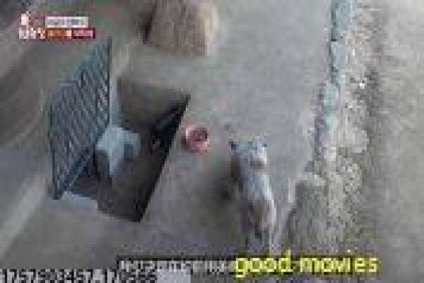 《完美盗贼》影片拍摄故事,完美盗贼抢劫的幕后记录