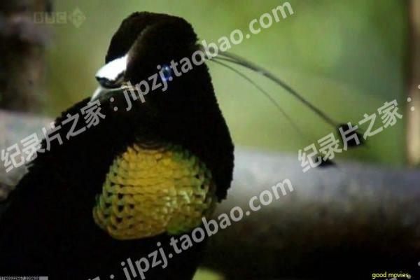 上海滩周润发版全集25-周润发版许文强上海传奇25集影片详细,黑帮爱情的热血故事情节深度还原与香港经典